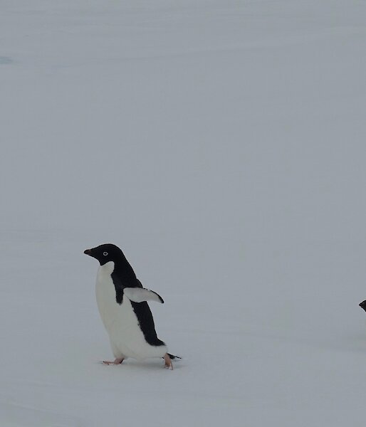 Against a grey ice background, one Adélie penguin walks across the frame while another belly-slides across behind it