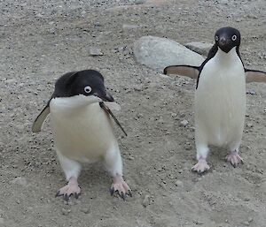 A surprised Adélie penguin stands next to it’s inquisitive mate