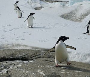 Five Adélie penguins look around their ice and rock environment