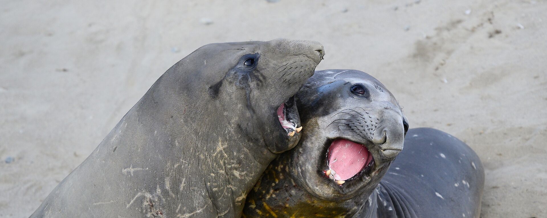 two grey elephant seals fighting on their sandy wallow