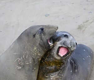 two grey elephant seals fighting on their sandy wallow