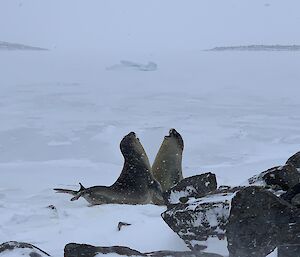 Two juvenile elephant seals practice their fighting on the white, snowy beach