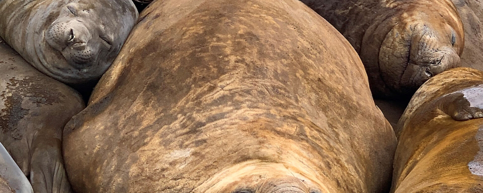 Six elephant seals cuddle together during their slumber with contented expressions on their faces.