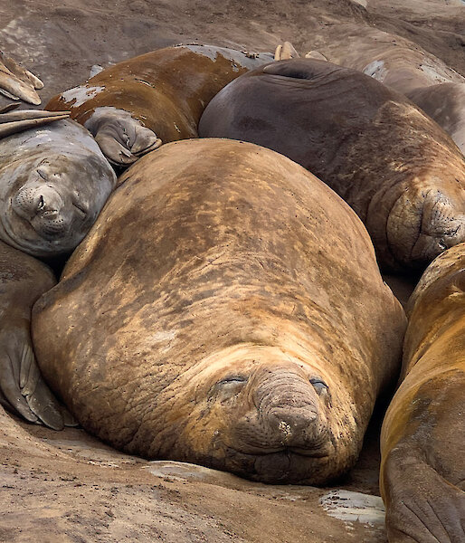 Six elephant seals cuddle together during their slumber with contented expressions on their faces.