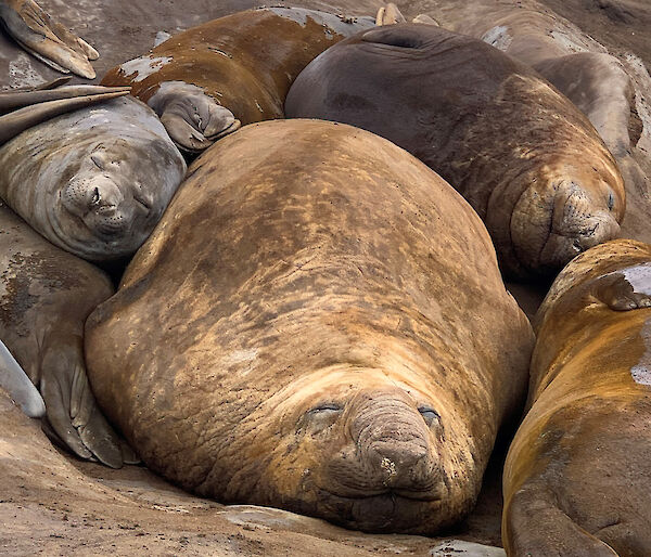 Six elephant seals cuddle together during their slumber with contented expressions on their faces.