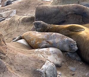 Several elephant seals look uncomfortable as they undergo their annual moult