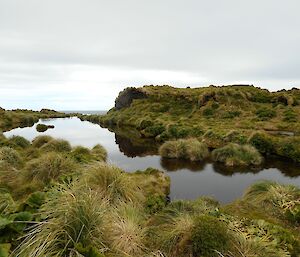 vegetation and small lake