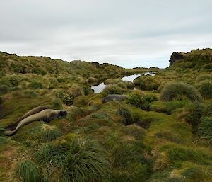 Green vegetation and two elephant seals