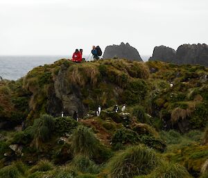 Gentoo penguins and green vegetation