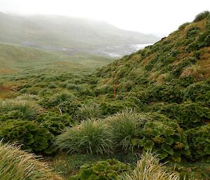 Green vegetation along gully and hills