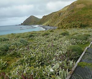 Lush green vegetation along boardwalk