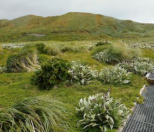 Lush vegetation of plants and grasses