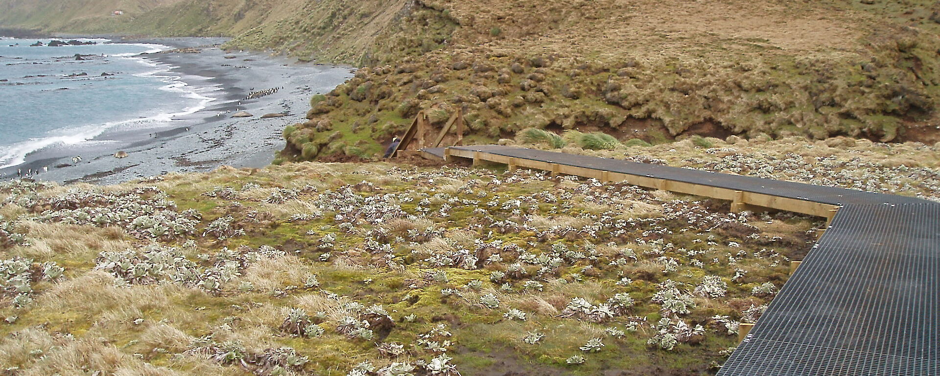 Grazed vegetation nearly to the ground