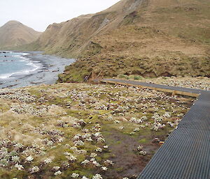 Grazed vegetation nearly to the ground