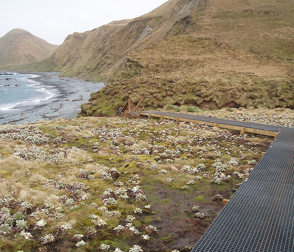 Grazed vegetation nearly to the ground