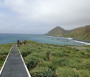 green vegetation along a boardwalk