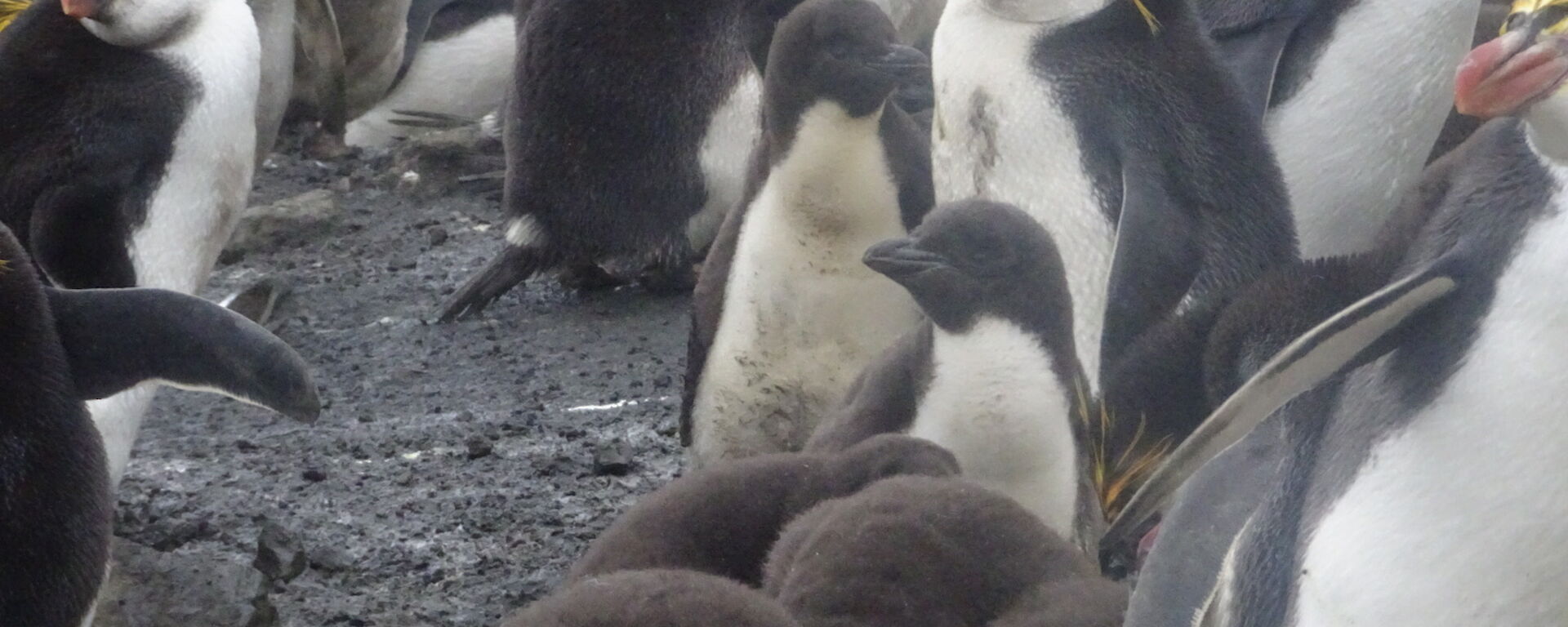 Royal penguins adults and chicks