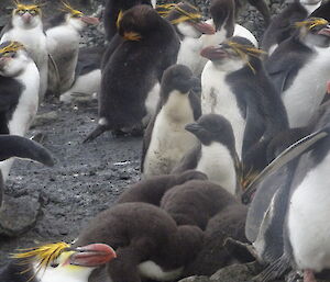 Royal penguins adults and chicks