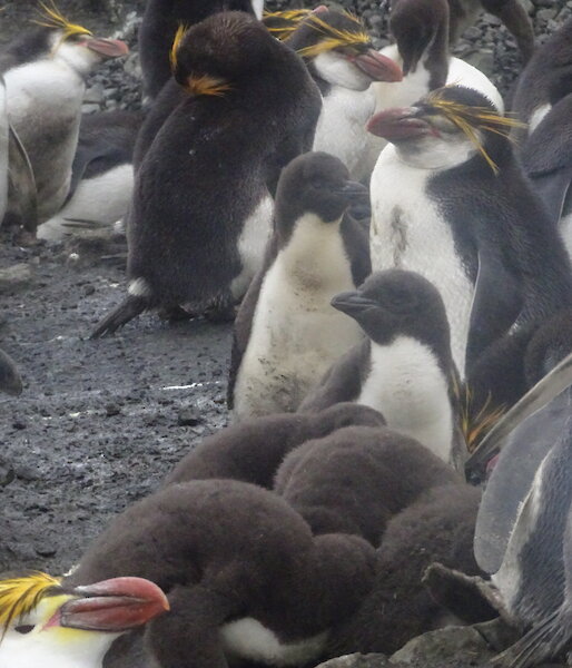 Royal penguins adults and chicks