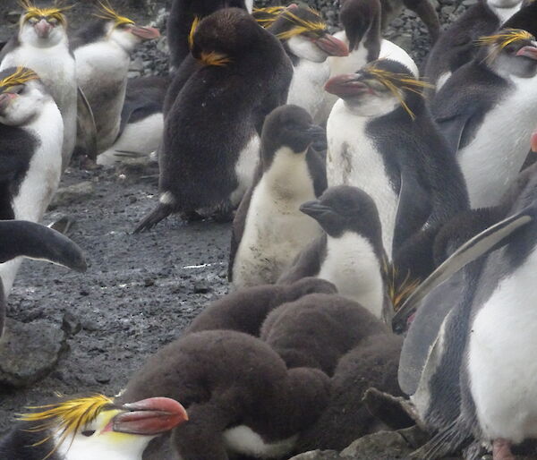 Royal penguins adults and chicks