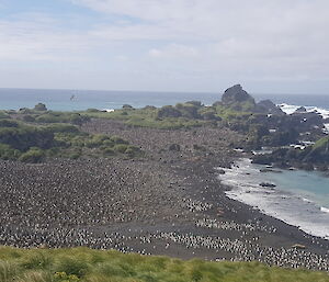 royal penguin colony