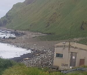 field hut and colony of penguins