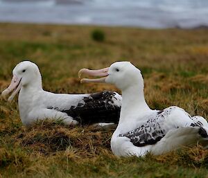 pair of albatross on nest