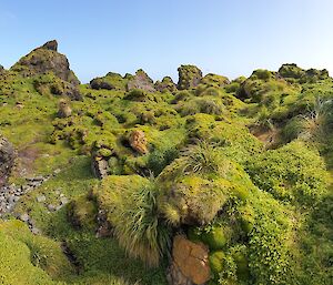 Green vegetation covering rocks