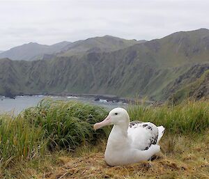 male wandering albatross