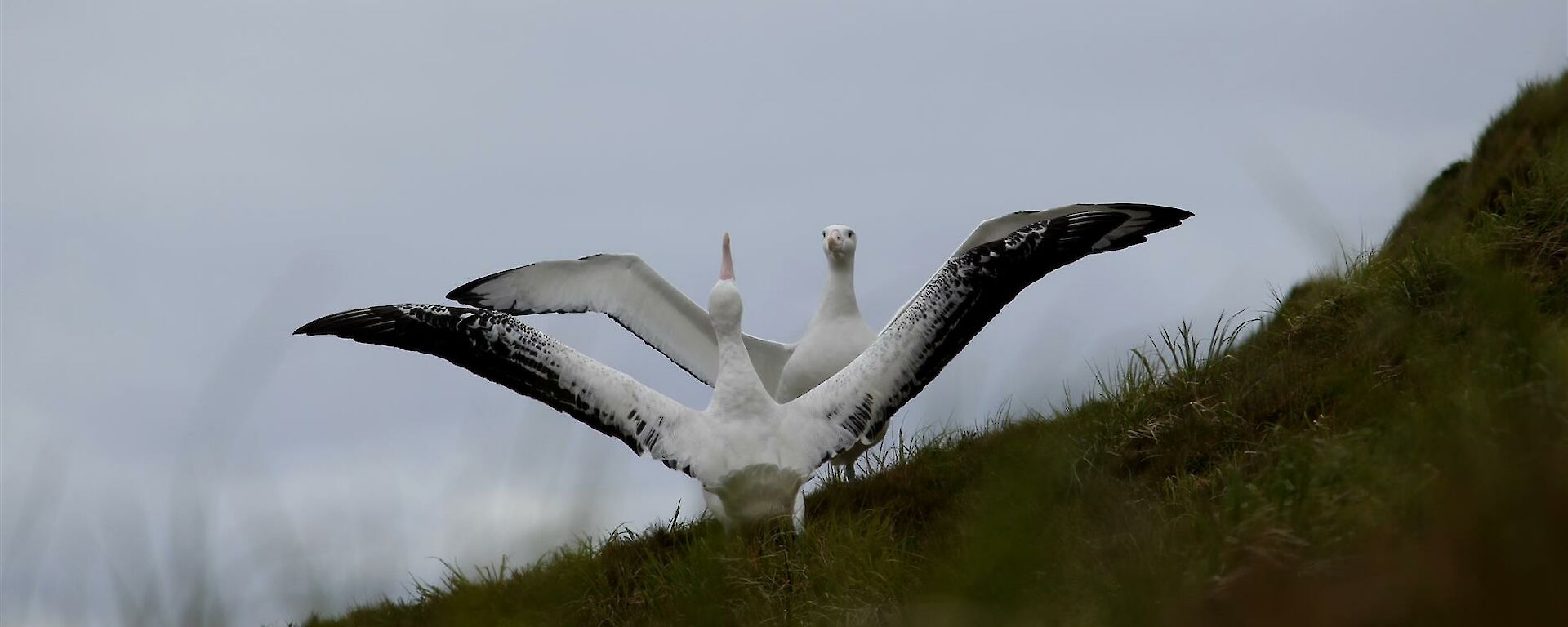 pair of displaying albatross with wings spread
