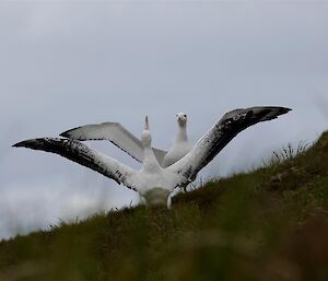 pair of displaying albatross with wings spread