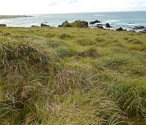 West beach with lush regrowth, 2020