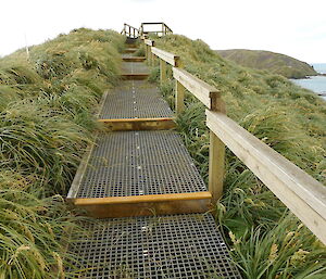 Lush vegetation regrowth at Razorback viewing platform 2020