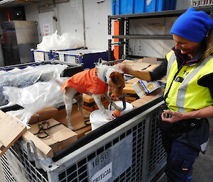 biosecurity officer and dog check crate