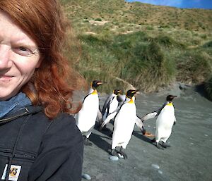 Self portait of an expeditioner on the beach in front of four king penguins
