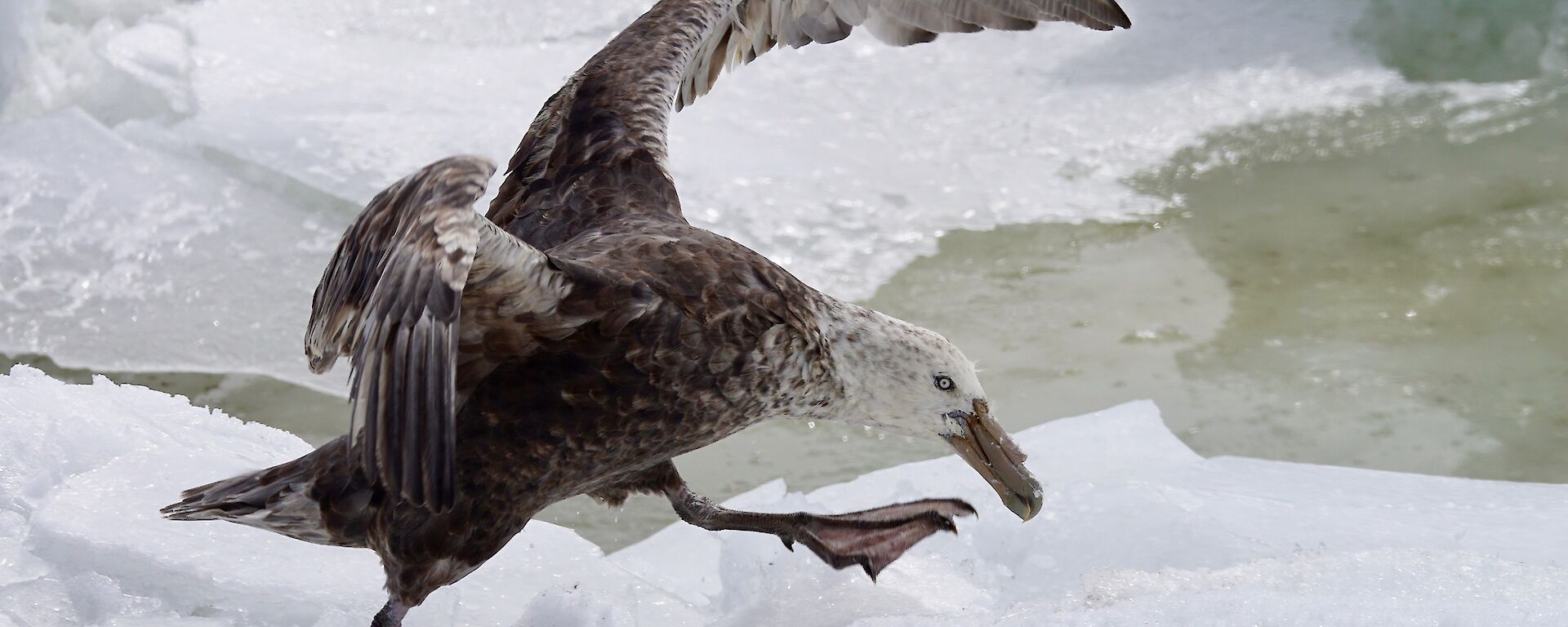 Southern giant petrel landing on the ice