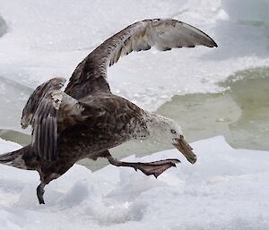 Southern giant petrel landing on the ice