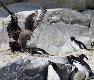 Skuas landing on a rock