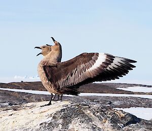 Pair of skuas with wings spread