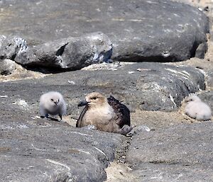 Skua parent between its two chicks