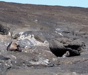 Skua on a rock watching its chick