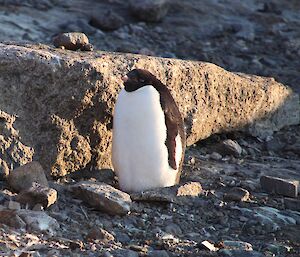 moulting Adélie penguin