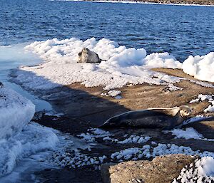 Weddell seals