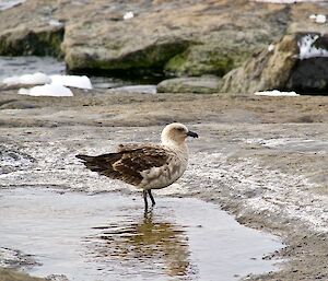 Skua