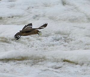 skua flies with egg in beak