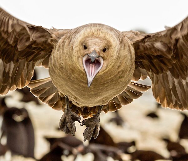 skua flies towards camera over penguins