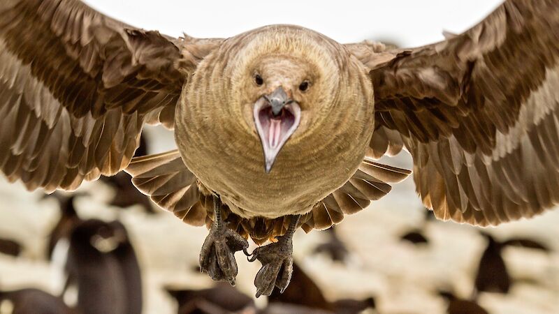 skua flies towards camera over penguins