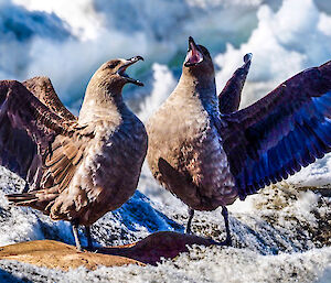 two skuas interacting