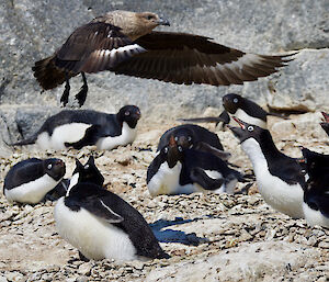 skua flies low over alarmed penguins