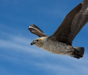skua in flight against blue sky